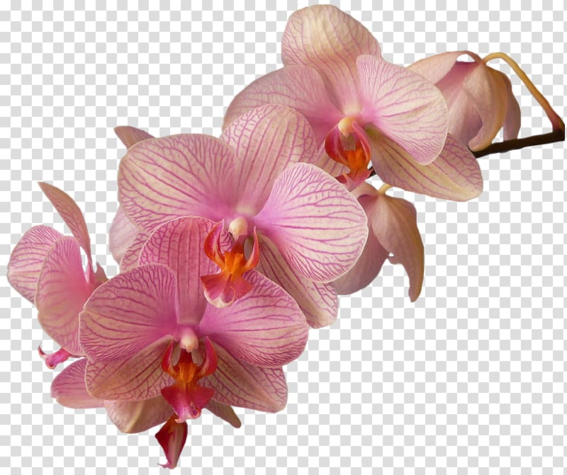 Moth orchids Dendrobium Flower, flower transparent background PNG clipart