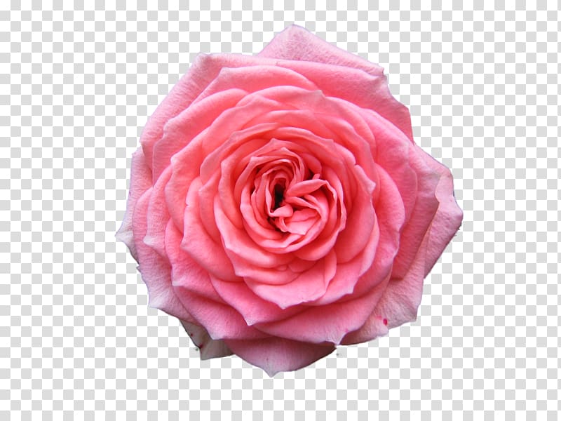 pink rose art, Rose Desktop Pink Free, Background Hd Rose transparent background PNG clipart