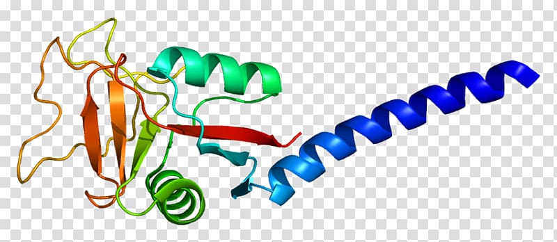 CLEC3B Protein Ensembl Gene C-type lectin, others transparent background PNG clipart