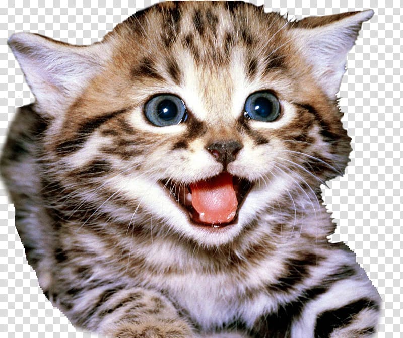 Kitten Lykoi Savannah cat Manx cat Bengal cat, chinchilla transparent background PNG clipart