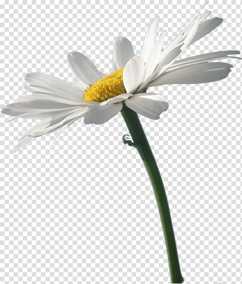 Flower German chamomile , white flowers transparent background PNG clipart