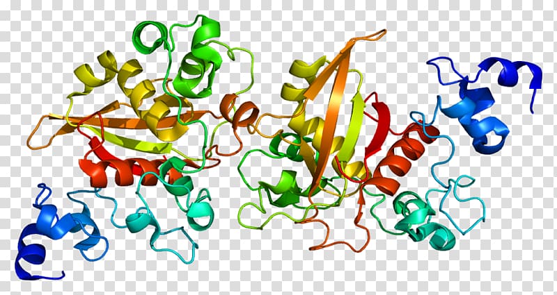 Notch 2 Notch signaling pathway Gene Notch proteins DLL3, the expression of the expression transparent background PNG clipart