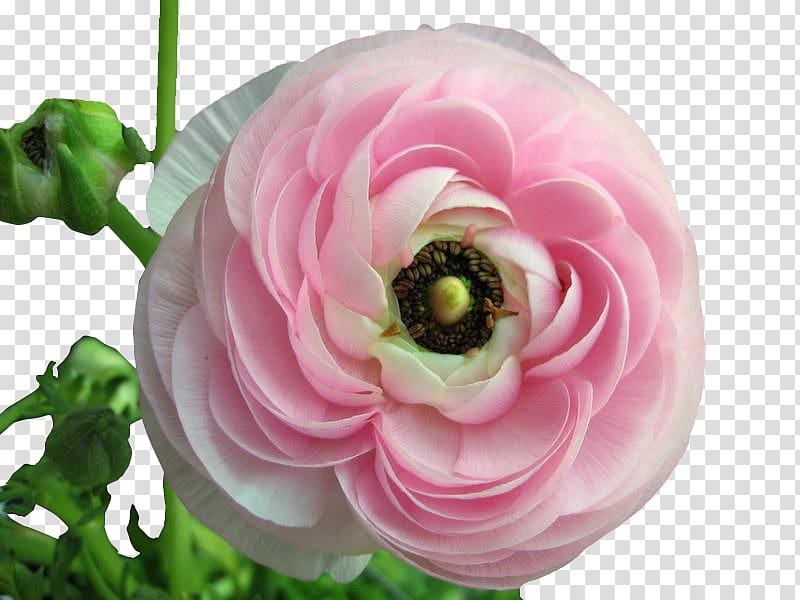 Ranunculus asiaticus Meadow buttercup Flower Seed Perennial plant, A pink peony transparent background PNG clipart