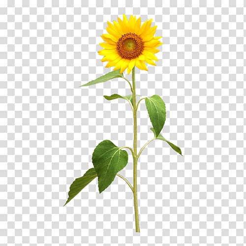 Common sunflower Illustration, sunflower transparent background PNG clipart