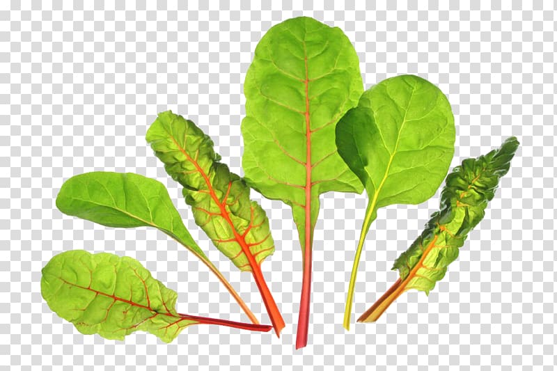 Chard Sea beet Biotin Plant, Beet leaves free transparent background PNG clipart