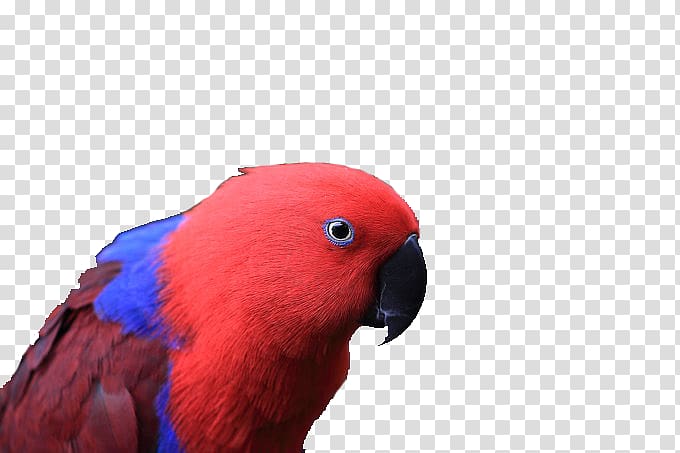 Macaw Parrot Bird Color Fly, parrot transparent background PNG clipart