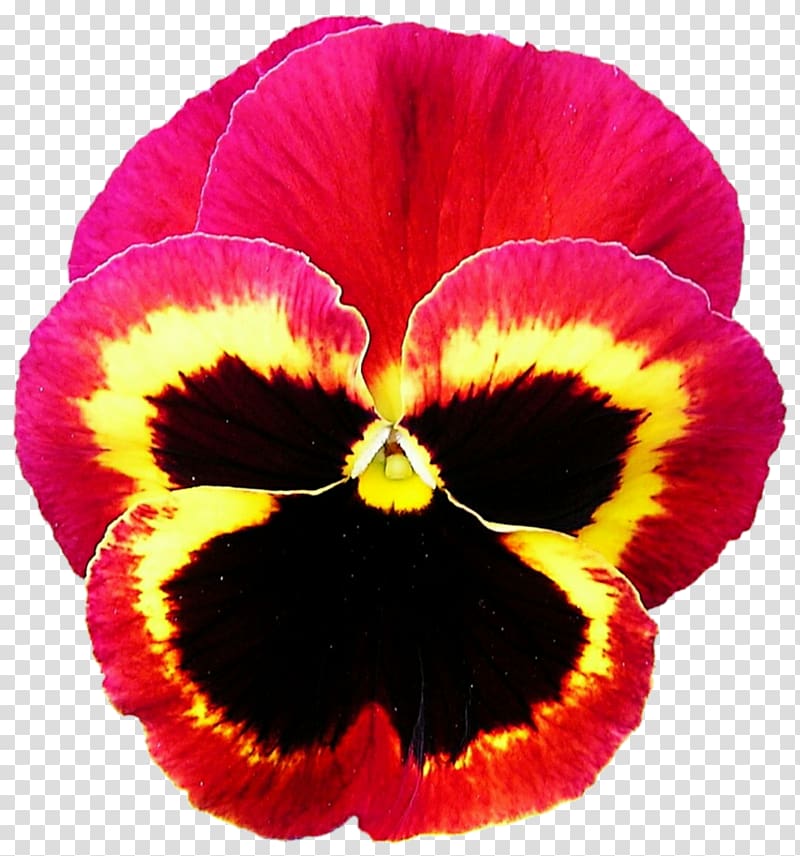 Pansy Violet Annual plant Red, vibrant transparent background PNG clipart