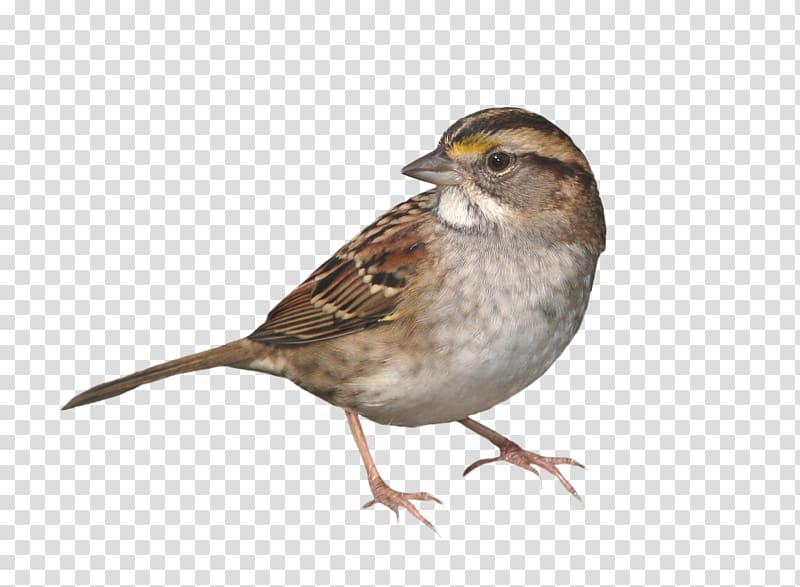 House Sparrow Bird, sparrow transparent background PNG clipart