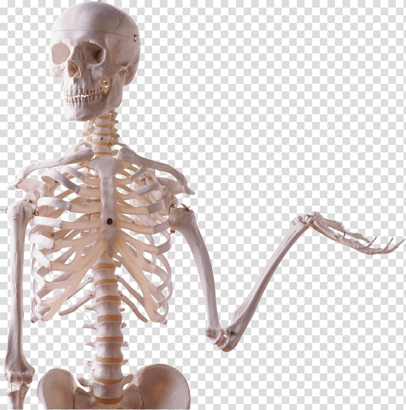 Skeleton transparent background PNG clipart