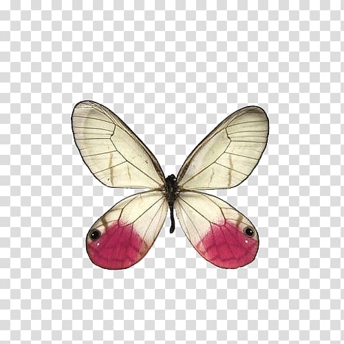 Swallowtail butterfly Greta oto Cithaerias Pink, Pink butterfly transparent background PNG clipart