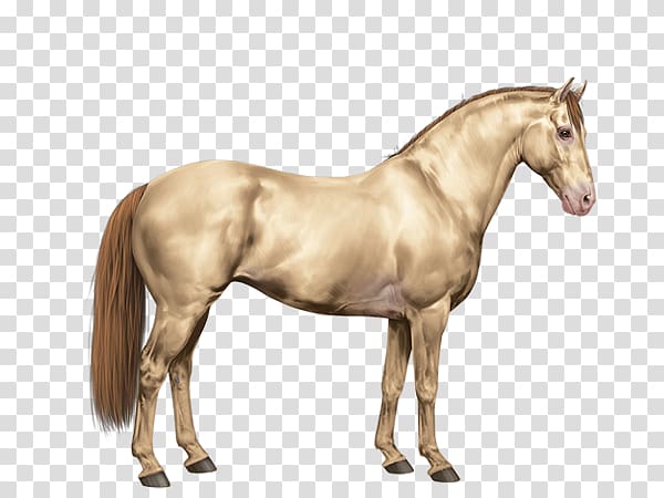 Mane Mustang American Paint Horse American Quarter Horse Stallion, Quarter Horse transparent background PNG clipart
