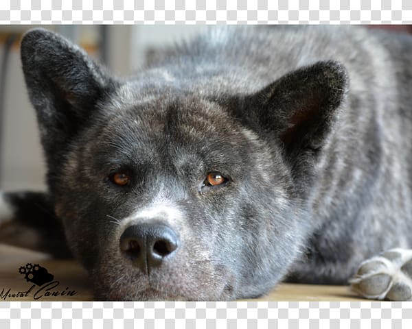 Saarloos wolfdog Akita Kai Ken Norwegian Elkhound Shikoku, Akita Inu transparent background PNG clipart