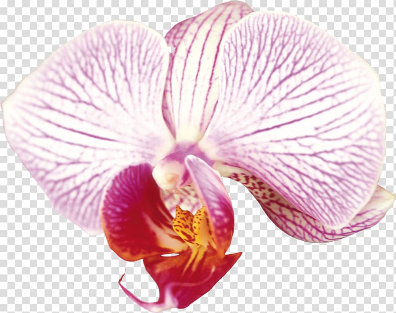 Moth orchids Cattleya orchids , orchid flower transparent background PNG clipart