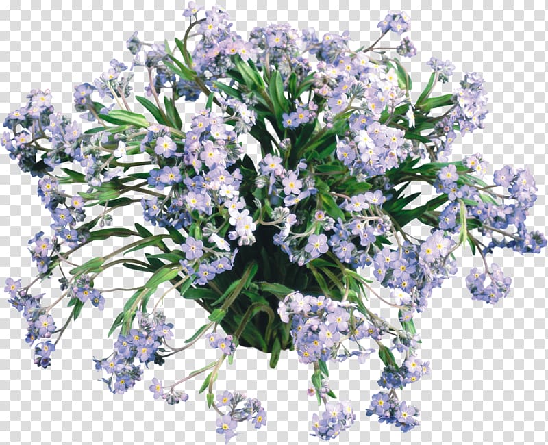Scorpion grasses Flower Desktop Daffodil English lavender, 103 transparent background PNG clipart