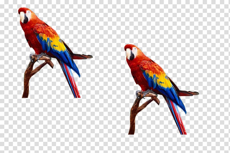 Parrot Lovebird, flock of birds transparent background PNG clipart