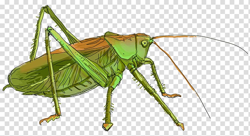 Grasshopper transparent background PNG clipart