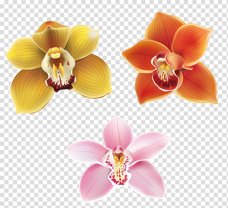 Moth orchids Petal Flower, Lily transparent background PNG clipart