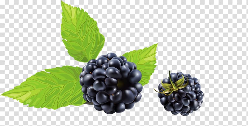 Blackberry Frutti di bosco , raspberry transparent background PNG clipart