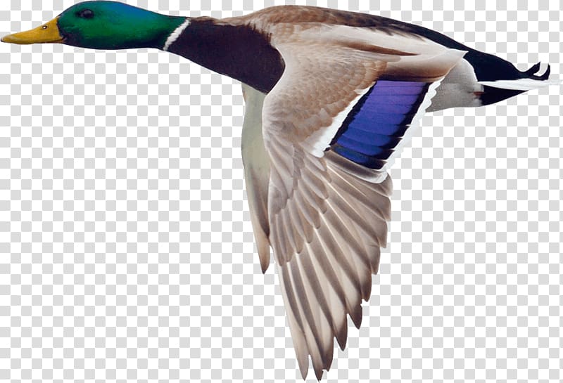 Mallard Duck Goose Bird Hunting, goose transparent background PNG clipart