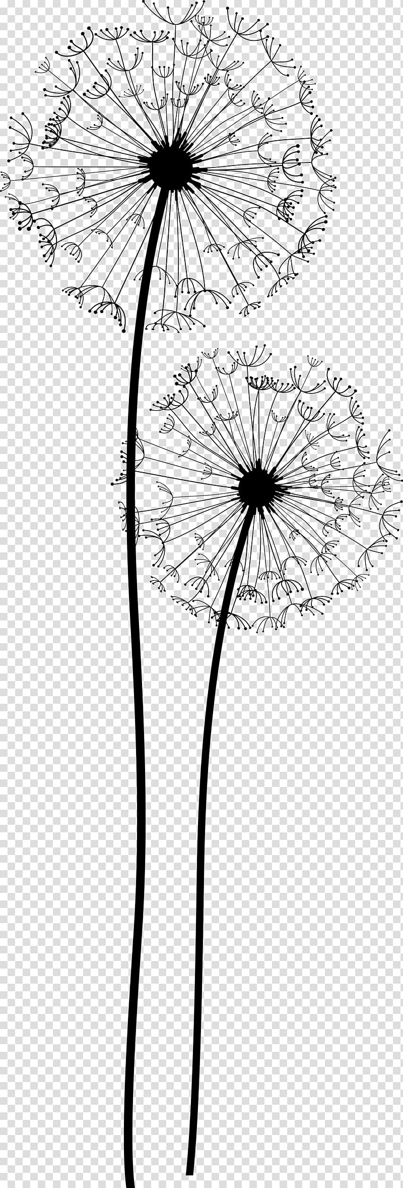 Common Dandelion Taraxacum platycarpum Euclidean , dandelion transparent background PNG clipart