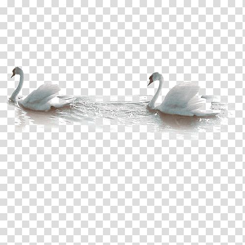 two swan , Cygnini Bird, swan transparent background PNG clipart