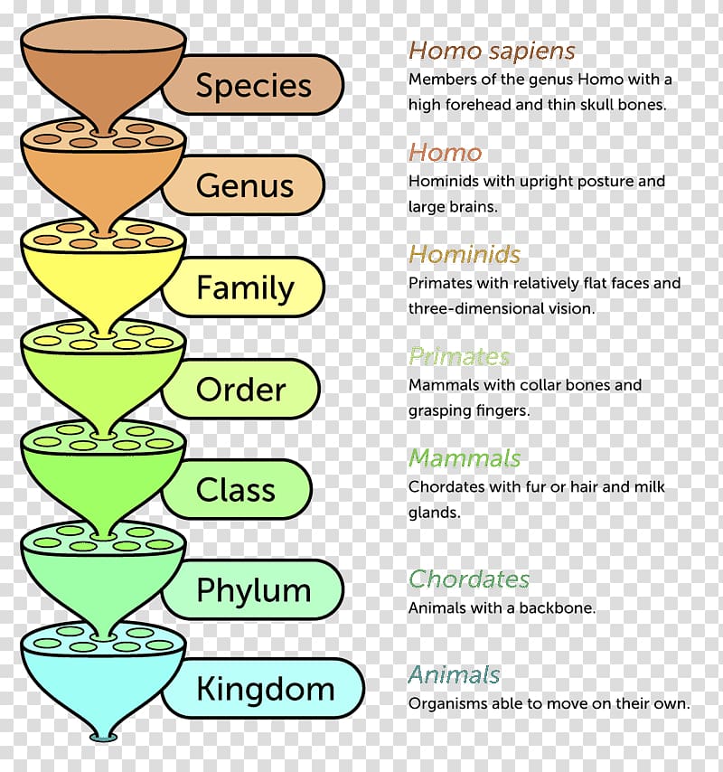 Linnaean taxonomy Taxonomic rank Biology System, others transparent background PNG clipart