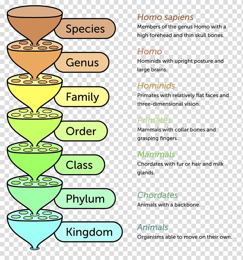 5 1 Linnaean Classification Biology Libretexts Gambaran