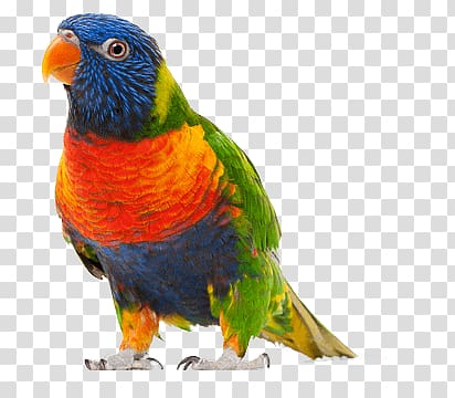 close-up of blue, orange, and green parrot, Walking Small Parrot transparent background PNG clipart