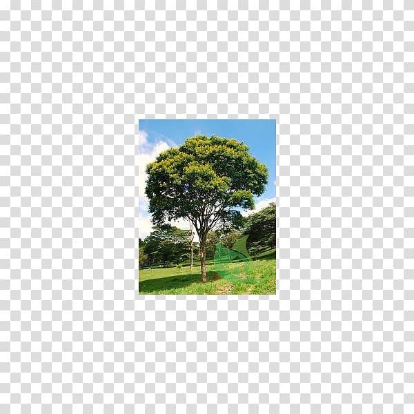 Tree Caesalpinia pluviosa Tabebuia roseo-alba Handroanthus chrysotrichus Tabebuia chrysantha, tree transparent background PNG clipart