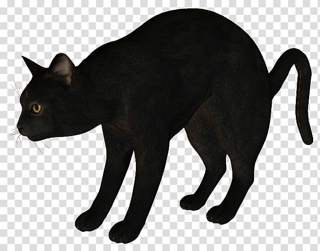 Black cat Korat Havana Brown Manx cat, Silhouette transparent background PNG clipart
