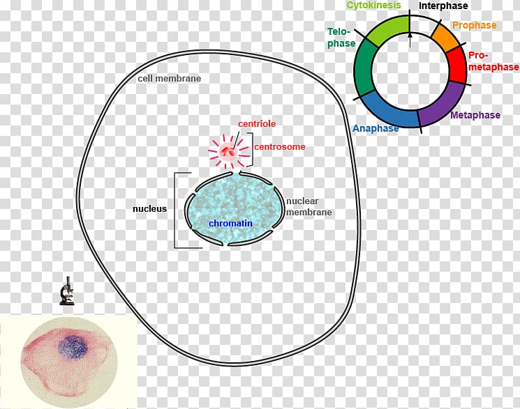 Mitosis and meiosis Cell division Cell cycle, others transparent background PNG clipart