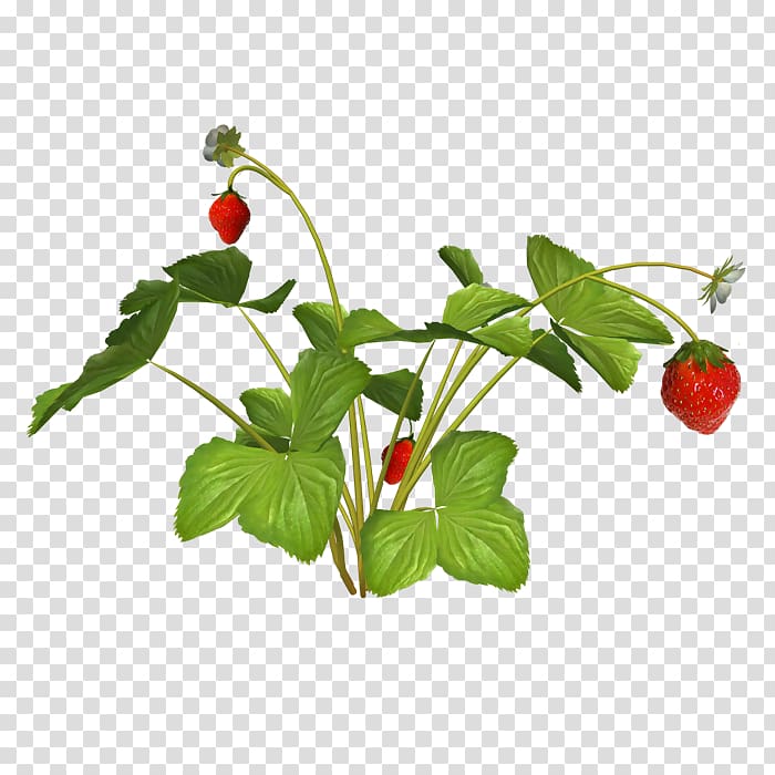 strawberry , strawberry transparent background PNG clipart