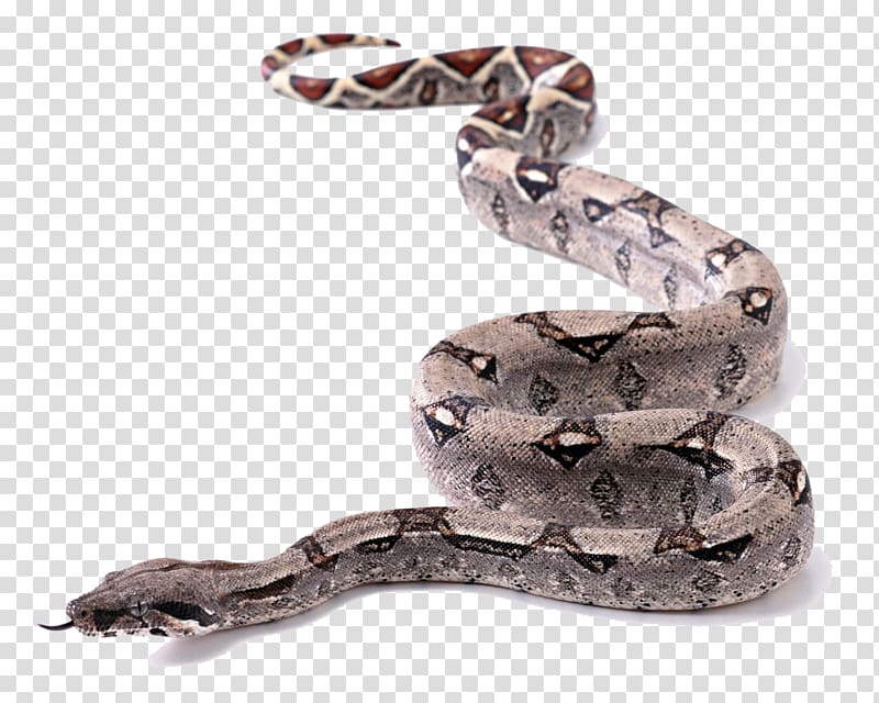 Snake King cobra Ball python, Snake crawling flower transparent background PNG clipart
