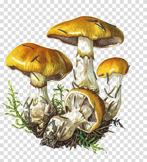 Botanical illustration Edible mushroom Botany Drawing, red mushroom transparent background PNG clipart
