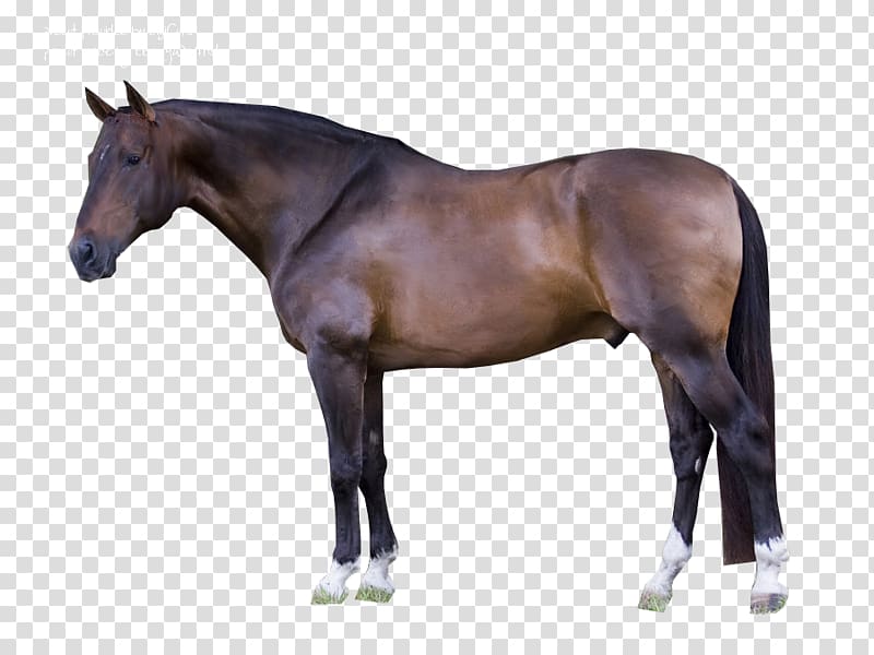 American Quarter Horse American Paint Horse Horse Tack Roan Black, others transparent background PNG clipart