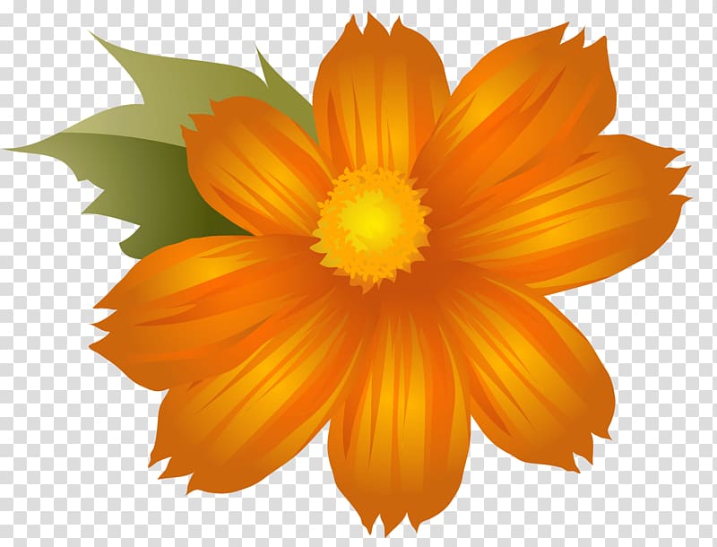 orange cosmos flower illustration, , Orange Flower transparent background PNG clipart