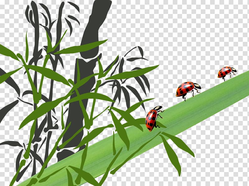 Bamboo Leaf Insect Trunk Ladybird, Trunks and ladybug transparent background PNG clipart