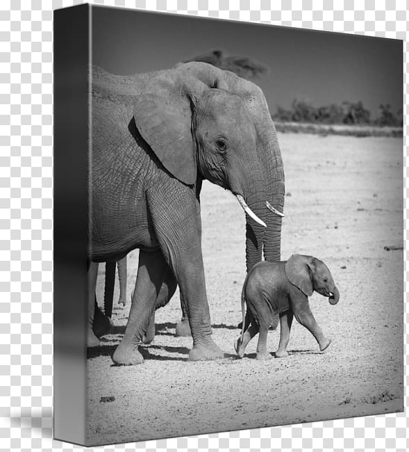 Indian elephant African elephant Amboseli National Park Gallery wrap, Elephant Family transparent background PNG clipart