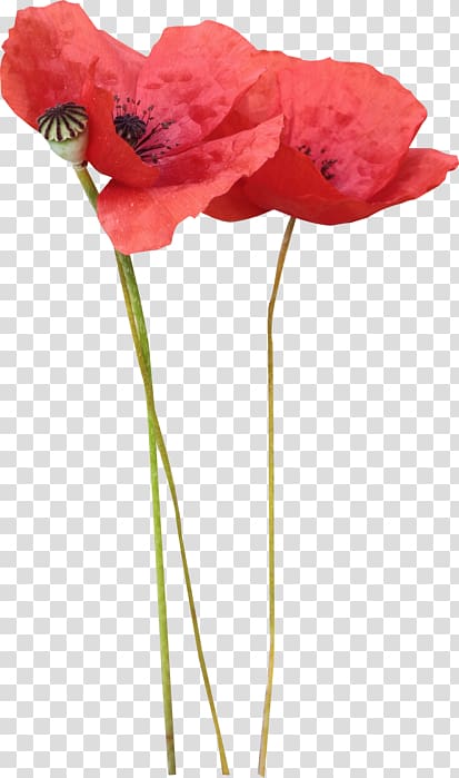 Poppy Flower , flower transparent background PNG clipart