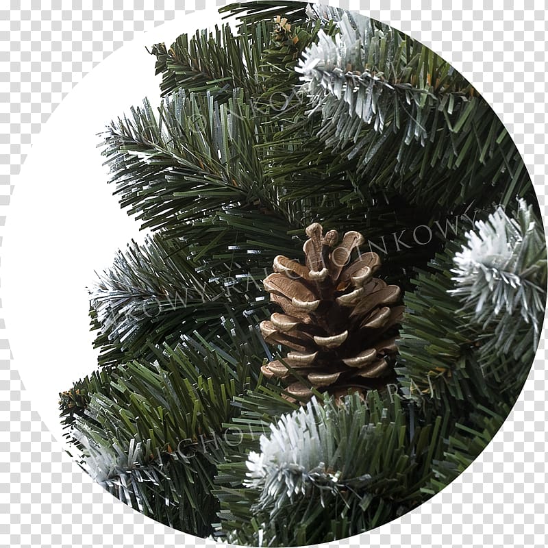 Fir Spruce Pine Christmas ornament Conifer cone, Raj transparent background PNG clipart
