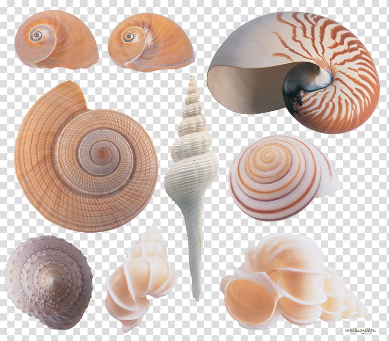 Seashell Conchology Sea snail , seashell transparent background PNG clipart