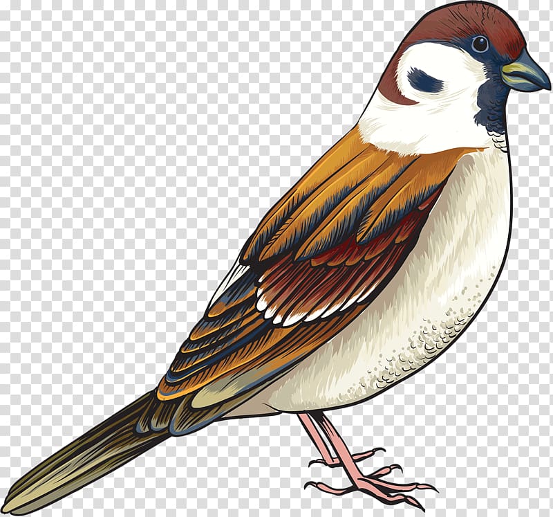 House Sparrow Bird Sticker Decal, Cute Sparrow transparent background PNG clipart