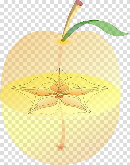 Paradise apple Fruit anatomy Seed, apple transparent background PNG clipart