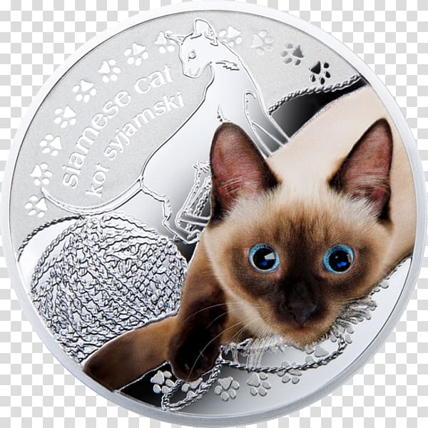Siamese cat Tonkinese cat Whiskers Kitten Maine Coon, kitten transparent background PNG clipart