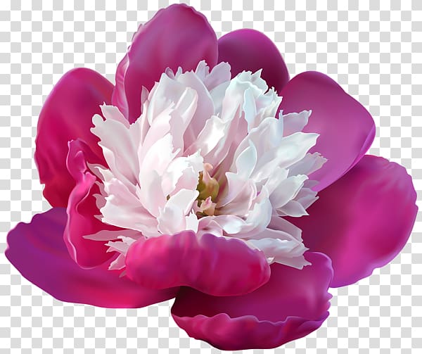 Peony Lossless compression , peony transparent background PNG clipart