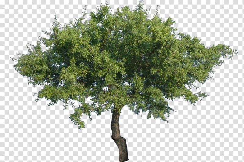 green leafed tree, Tree , Tree transparent background PNG clipart
