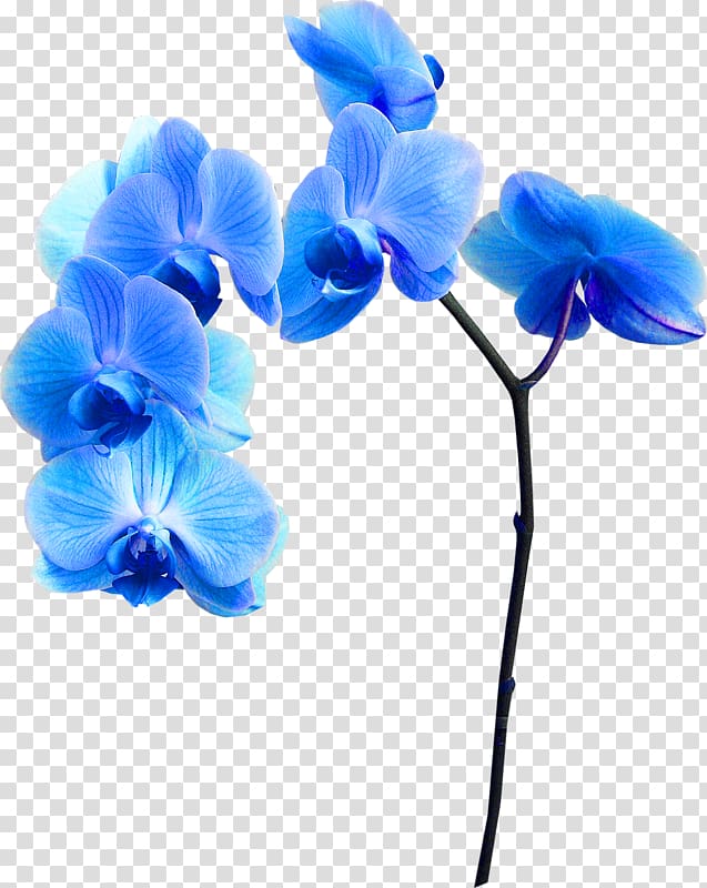 Blue Flower , flower transparent background PNG clipart