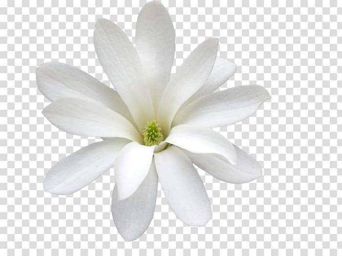 White Jasmine Arabian jasmine Cape jasmine, Thumbelina transparent background PNG clipart