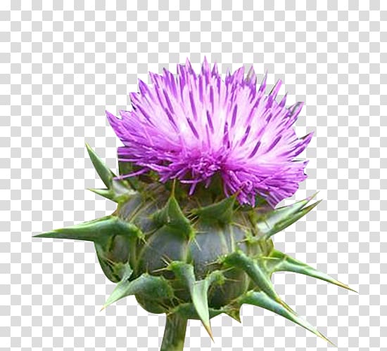 a piece of milk thistle flower buds transparent background PNG clipart