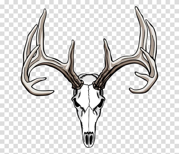White-tailed deer Drawing Antler Skull, deer skull transparent background PNG clipart